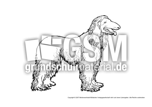 Spaniel.pdf